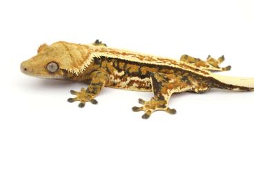 Geckos kaufen und verkaufen Photo: For Hamm Show - Correlophus ciliatus