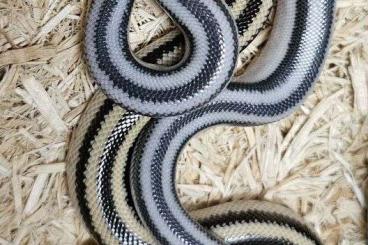 Snakes kaufen und verkaufen Photo: Suche Lichanura trivirgata