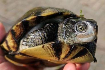 Sumpfschildkröten kaufen und verkaufen Foto: Adult Terrapene coahuila male for sale