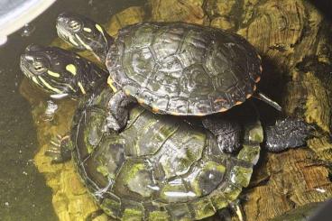 Sumpfschildkröten kaufen und verkaufen Foto: Chrysemys picta marginata cb 2023 Ontario line