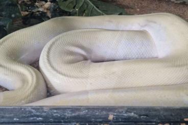 Pythons kaufen und verkaufen Foto: Big ivory and albino burmese Python 