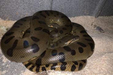 Pythons kaufen und verkaufen Foto: Cheap retics and anacondas for hamm houten or shipping