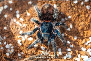 Vogelspinnen kaufen und verkaufen Foto: Super rare Tarantulas from Peru 