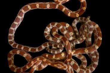 Schlangen kaufen und verkaufen Foto: Many snakes for Hamm or Houten or pick up in Belgium 