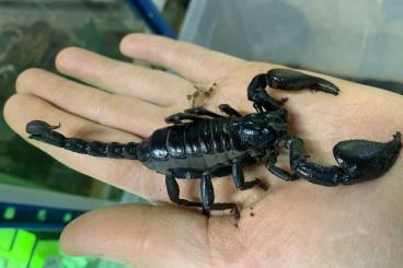 Skorpione kaufen und verkaufen Foto: Big black scorpions super prices