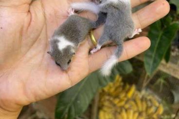 Exotische Säuger kaufen und verkaufen Foto: Sugar gliders different colours