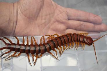 Myriapoda kaufen und verkaufen Foto: New giant scolopendra species from Peru