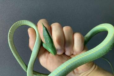 Colubrids kaufen und verkaufen Photo: Rhino ratsnakes ,moelendorfi ratsnakes,… Colubrids kaufen und verkaufen Photo: Rhino ratsnakes ,moelendorfi ratsnakes,…
