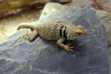 other lizards kaufen und verkaufen Photo: 1,1 Crotaphytus bicinctores