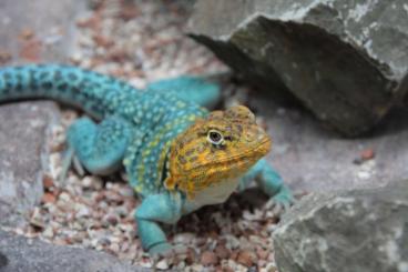 Lizards kaufen und verkaufen Photo: Crotaphytus collaris "Wichita Mountain" Lizards kaufen und verkaufen Photo: Crotaphytus collaris "Wichita Mountain"