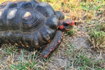 Landschildkröten kaufen und verkaufen Foto: GEOCHELONE HAMM/HOUTEN/VERONA