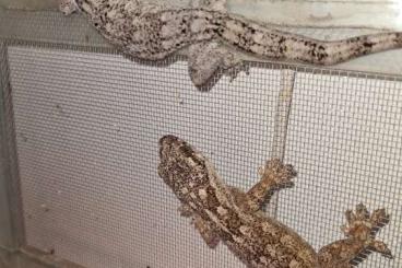 Geckos kaufen und verkaufen Foto: Madagascar geckos TOP QTY