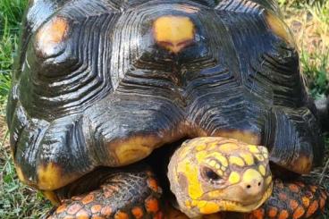 Tortoises kaufen und verkaufen Photo: GEOCHELONE HAMM/BUDAPESTVERONA