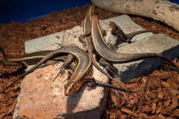 andere Echsen kaufen und verkaufen Foto: ZONOSAURUS LATICAUDATUS HAMM/VERONA