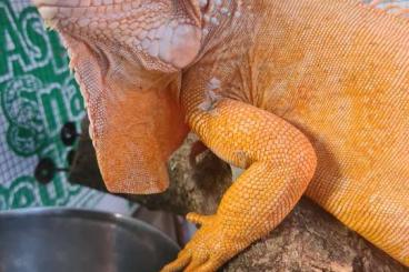 Lizards kaufen und verkaufen Photo: Crutchfield's Crimson Iguana