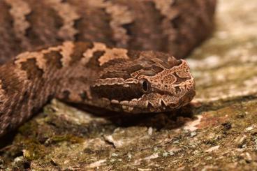 Venomous snakes kaufen und verkaufen Photo: Daboia, Gloydius, Montivipera, Vipera