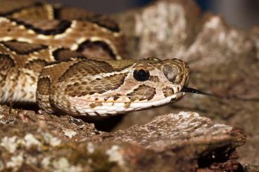 Venomous snakes kaufen und verkaufen Photo: Daboia, Gloydius, Montivipera, Vipera