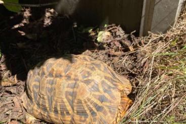 Landschildkröten kaufen und verkaufen Foto: Geochelone elegans - Zuchtpaar