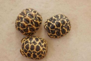 Tortoises kaufen und verkaufen Photo: Geochelone elegans - Nachzuchten