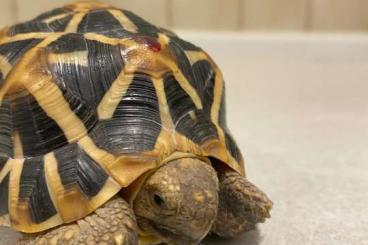 Tortoises kaufen und verkaufen Photo: Geochelone elegans kleinbleibende indische Supspecies