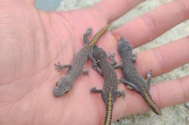 Geckos kaufen und verkaufen Photo: Strophurus Diplodactylus Pachydactylus 