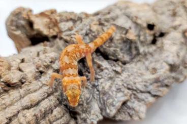 Geckos kaufen und verkaufen Foto: Offer for Hamm Pachydactylus 