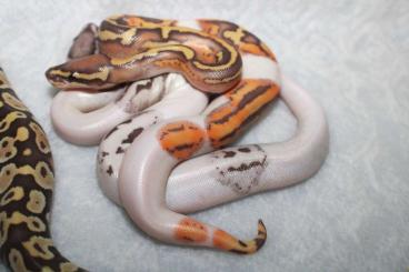 Ball Pythons kaufen und verkaufen Photo: UltraSnowPied projekt (Axanthic TSK/ Pied/ Ultramel)