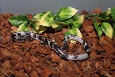 Schlangen kaufen und verkaufen Foto: Mussurana clelia clelia (boiruna maculata) Piebald