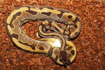 Königspythons kaufen und verkaufen Foto: Aduld proven breeder 0.1 Enchi Piebald