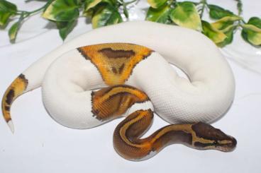 Ball Pythons kaufen und verkaufen Photo: Trojan GHI Piebald/ NZ 23/ 500g