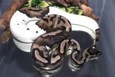 Ball Pythons kaufen und verkaufen Photo: UltraSnowPied projekt (Axanthic TSK/ Pied/ Ultramel)