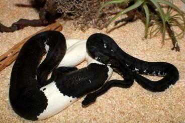 Ball Pythons kaufen und verkaufen Photo: Black-Night Königspythons