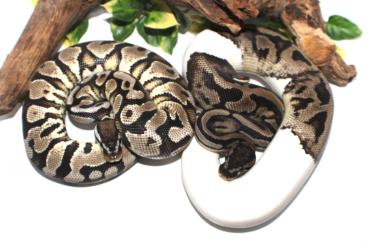 Königspythons kaufen und verkaufen Foto: Paar für TSK AxanthicPied Projekte (Black Night line) Königspythons kaufen und verkaufen Foto: Paar für TSK AxanthicPied Projekte (Black Night line)