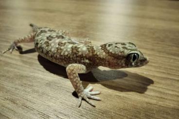 Echsen  kaufen und verkaufen Foto: Sthenodactylus stenodactylus 