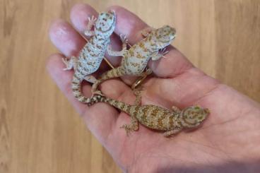 Geckos kaufen und verkaufen Foto: Sthenodactylus stenodactylus 