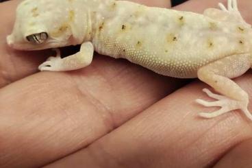 Geckos kaufen und verkaufen Photo: Stenodactylus Sthenodactylus 