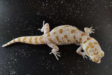 Geckos kaufen und verkaufen Foto: Young elegant gecko for sale