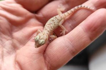 Geckos kaufen und verkaufen Foto: Stenodactylus sthenodactylus 