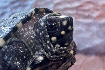 Schildkröten  kaufen und verkaufen Foto: verkaufe Geoclemys hamiltonii