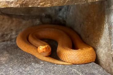 Giftschlangen kaufen und verkaufen Foto: 1.0 Halysotter (Gloydius halis caraganus)