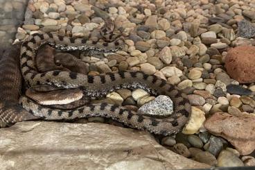 Giftschlangen kaufen und verkaufen Foto: Gebe ab Aspssviper  ( Vipera Aspis Aspis) NZ 2024