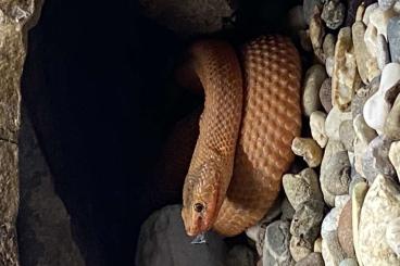 Giftschlangen kaufen und verkaufen Foto: Halysotter, Gloydius halis caraganus