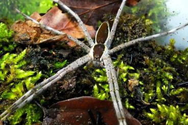 - bird spiders kaufen und verkaufen Photo: diverse Vogelspinnen/Skorpione