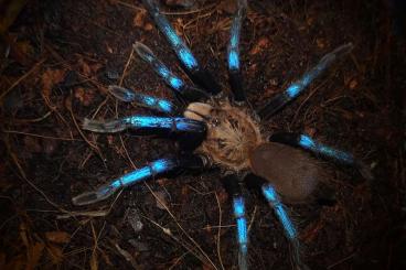 - bird spiders kaufen und verkaufen Photo: diverse Vogelspinnen/Skorpione