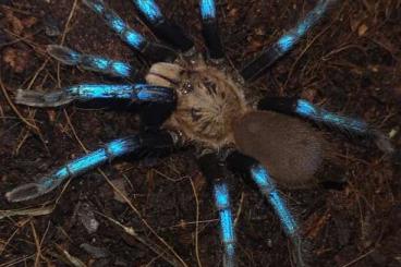 - bird spiders kaufen und verkaufen Photo: diverse Vogelspinnen/Skorpione