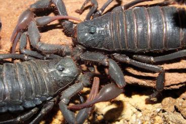Spiders and Scorpions kaufen und verkaufen Photo: diverse Skorpione, adulti und Nachzuchten