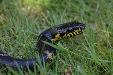 Snakes kaufen und verkaufen Photo: 0.2 NZ-24 Elaphe s.schrenckii