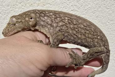 Geckos kaufen und verkaufen Photo: Rhacodactylus leachianus Yaté