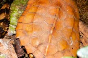 Turtles kaufen und verkaufen Photo: Zackenerdschildkröten Geoemyda spengleri