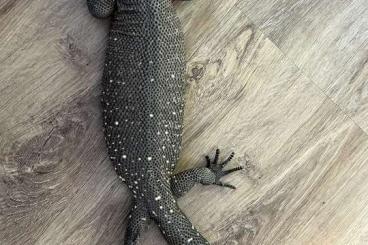 Lizards kaufen und verkaufen Photo: Heloderm horridum dwarf ultra black Lizards kaufen und verkaufen Photo: Heloderm horridum dwarf ultra black